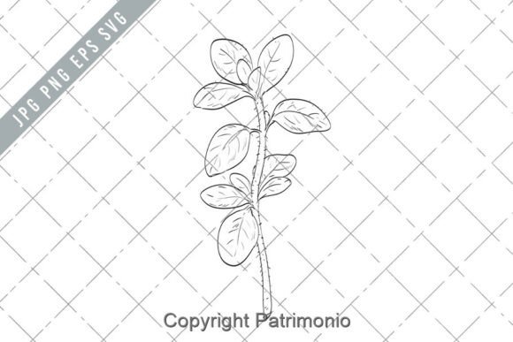 Download Oregano or Origanum Vulgare Plant Herb - Plant Collection